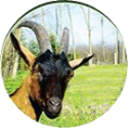 Kozji sirevi